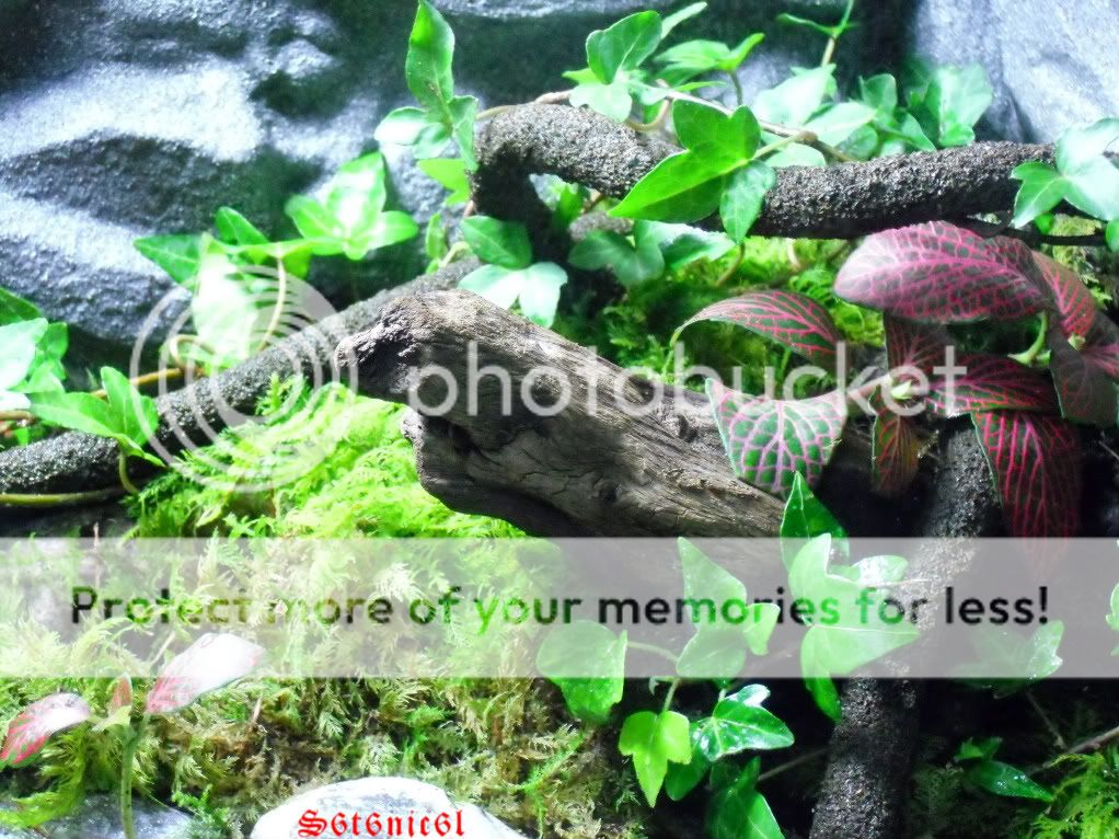 is ivy safe? Reptile Forums